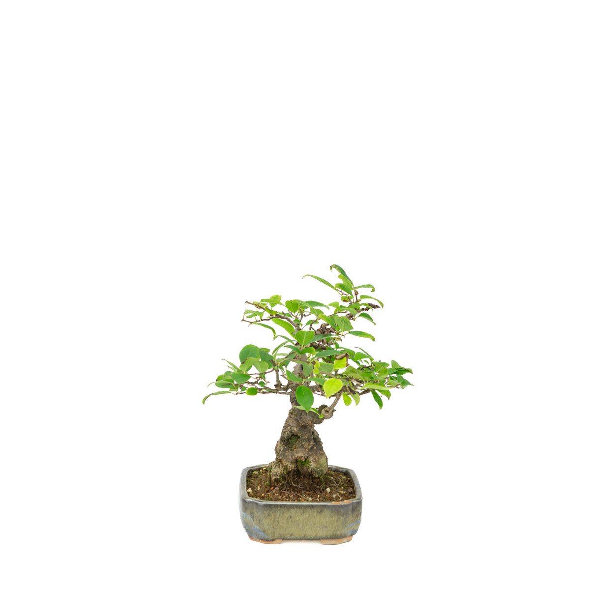 Ilex serrata in geschilderde pot, hoogte ~25cm