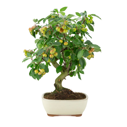 Malus halliana (Appel) in crème rechthoekige pot, hoogte ~46 cm