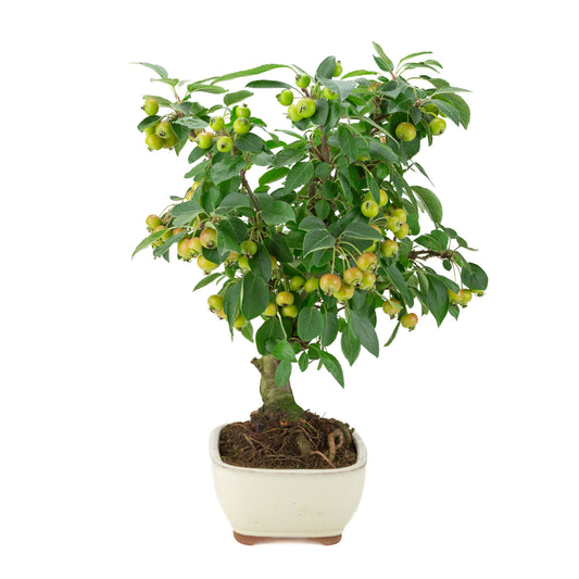 Malus halliana (Appel) in crème rechthoekige pot, hoogte ~46 cm