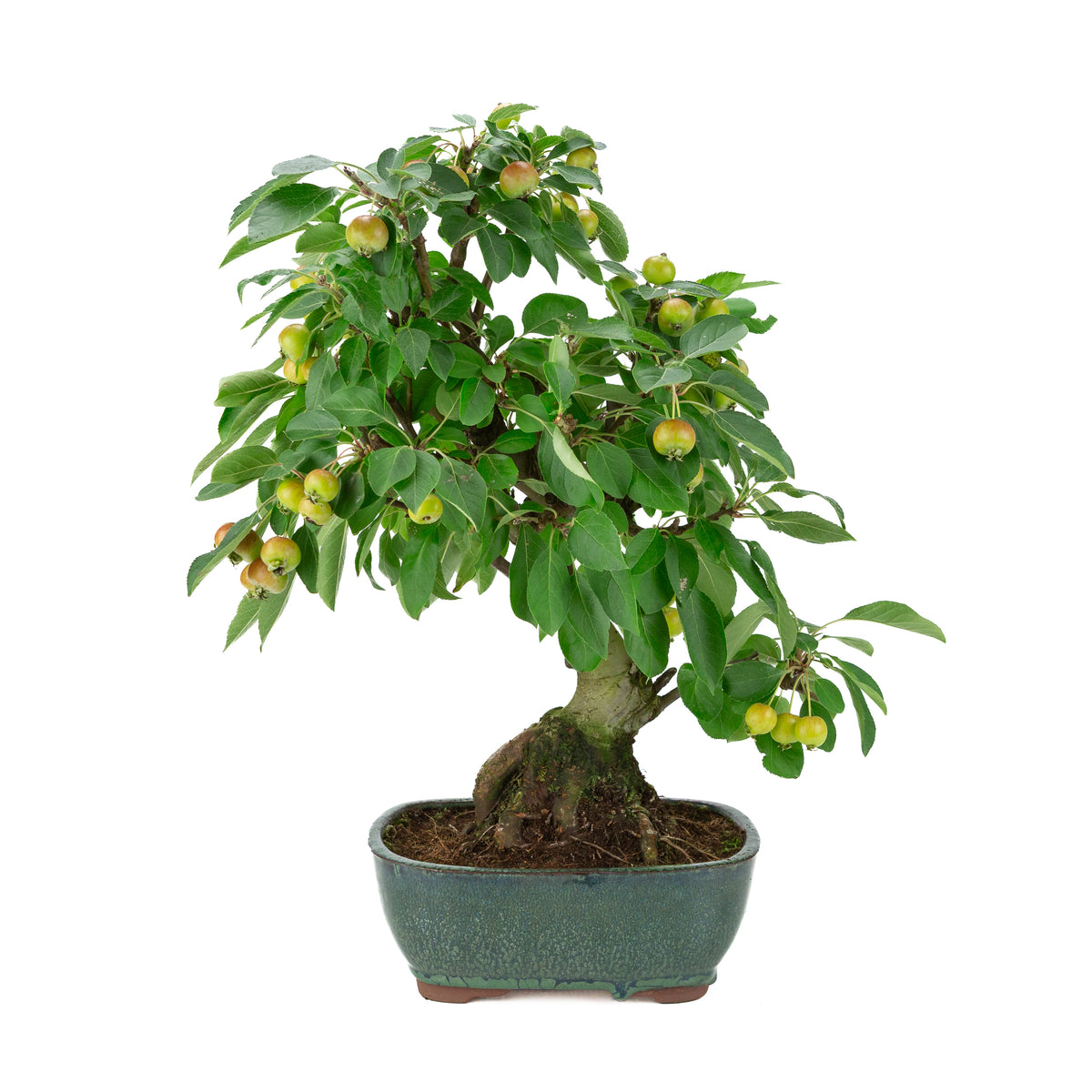 Malus halliana (Appel) in groene rechthoekige pot, hoogte ~44 cm