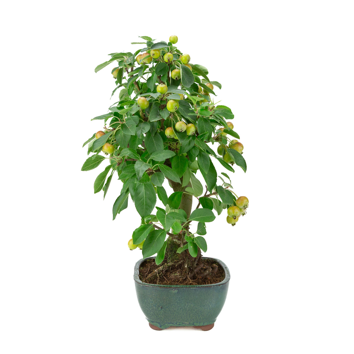 Malus halliana (Appel) in groene rechthoekige pot, hoogte ~44 cm