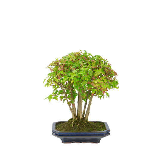 Acer buergerianum (Drietandesdoorn) blauwe rechthoekige pot, hoogte ~32 cm