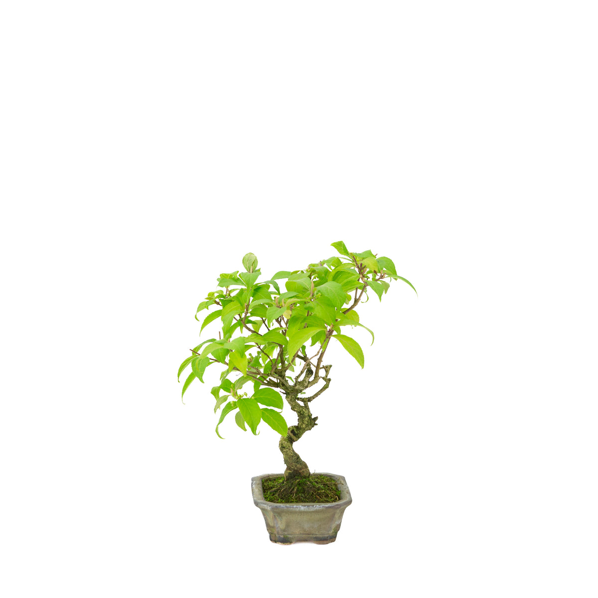 Callicarpa japonica (Japanse schoonvrucht) in beige rechthoekige pot, hoogte ~28cm