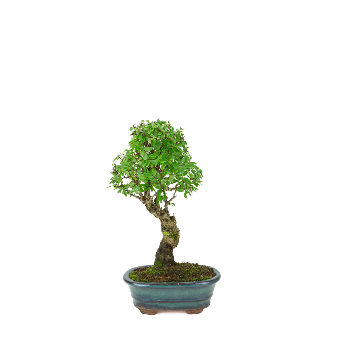 Zelkova nire (Japanse Iep) in groene ovale pot, hoogte ~31cm