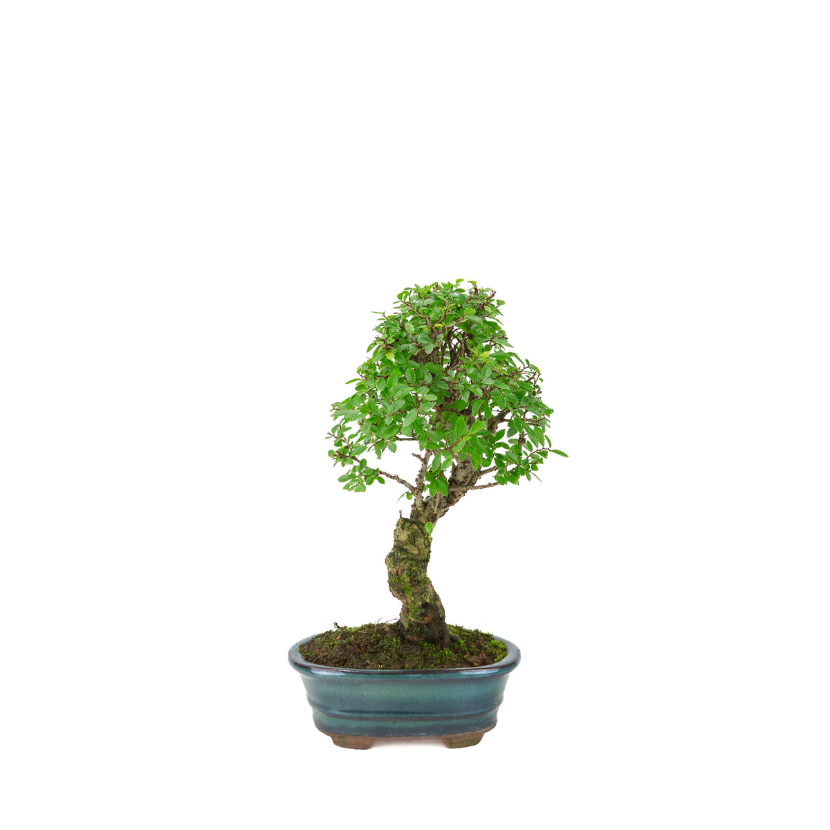 Zelkova nire (Japanse Iep) in groene ovale pot, hoogte ~31cm