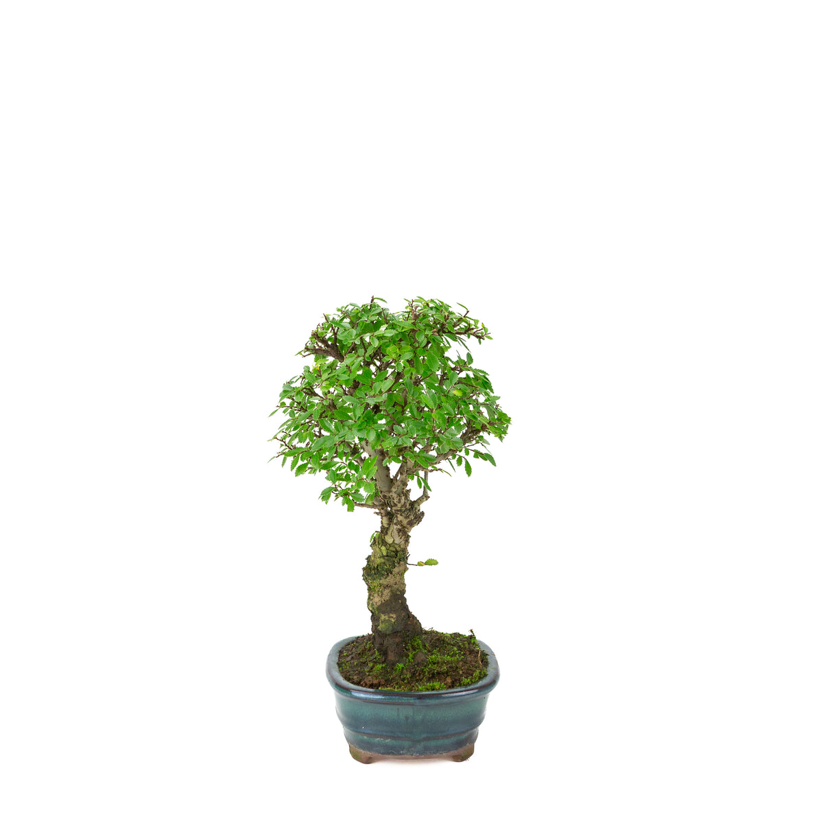 Zelkova nire (Japanse Iep) in groene ovale pot, hoogte ~31cm