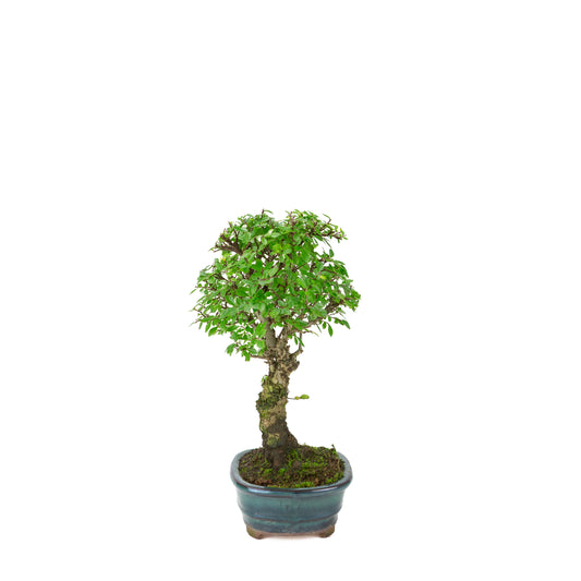 Zelkova nire (Japanse Iep) in groene ovale pot, hoogte ~31cm