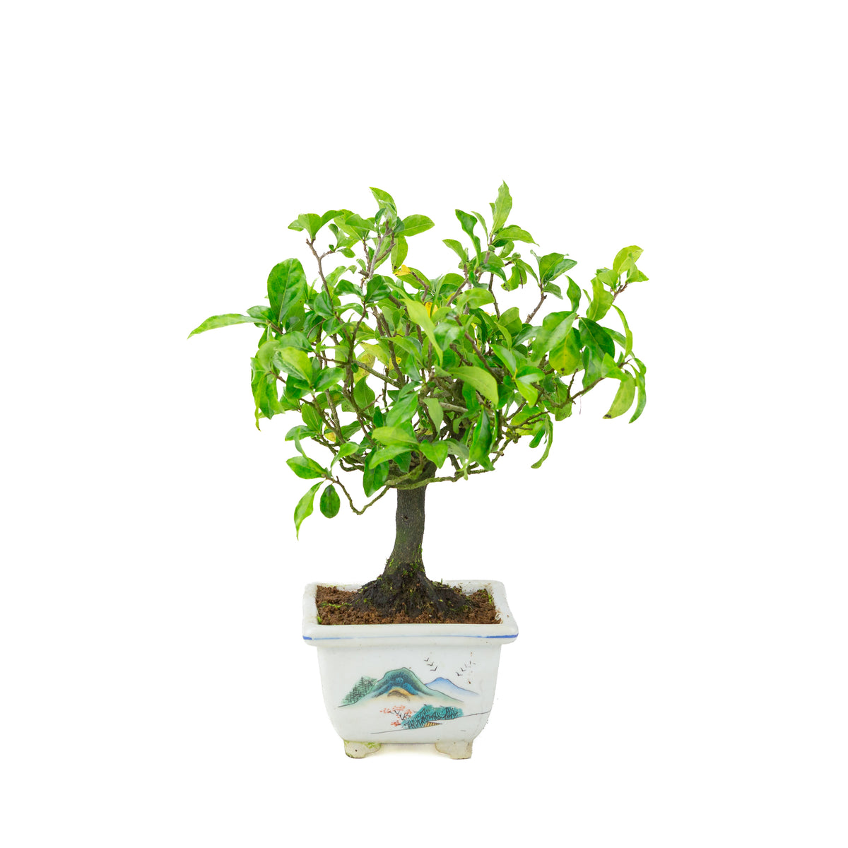 Diospyros kaki (Kakiboom) geschilderde vierkante pot, hoogte ~37 cm