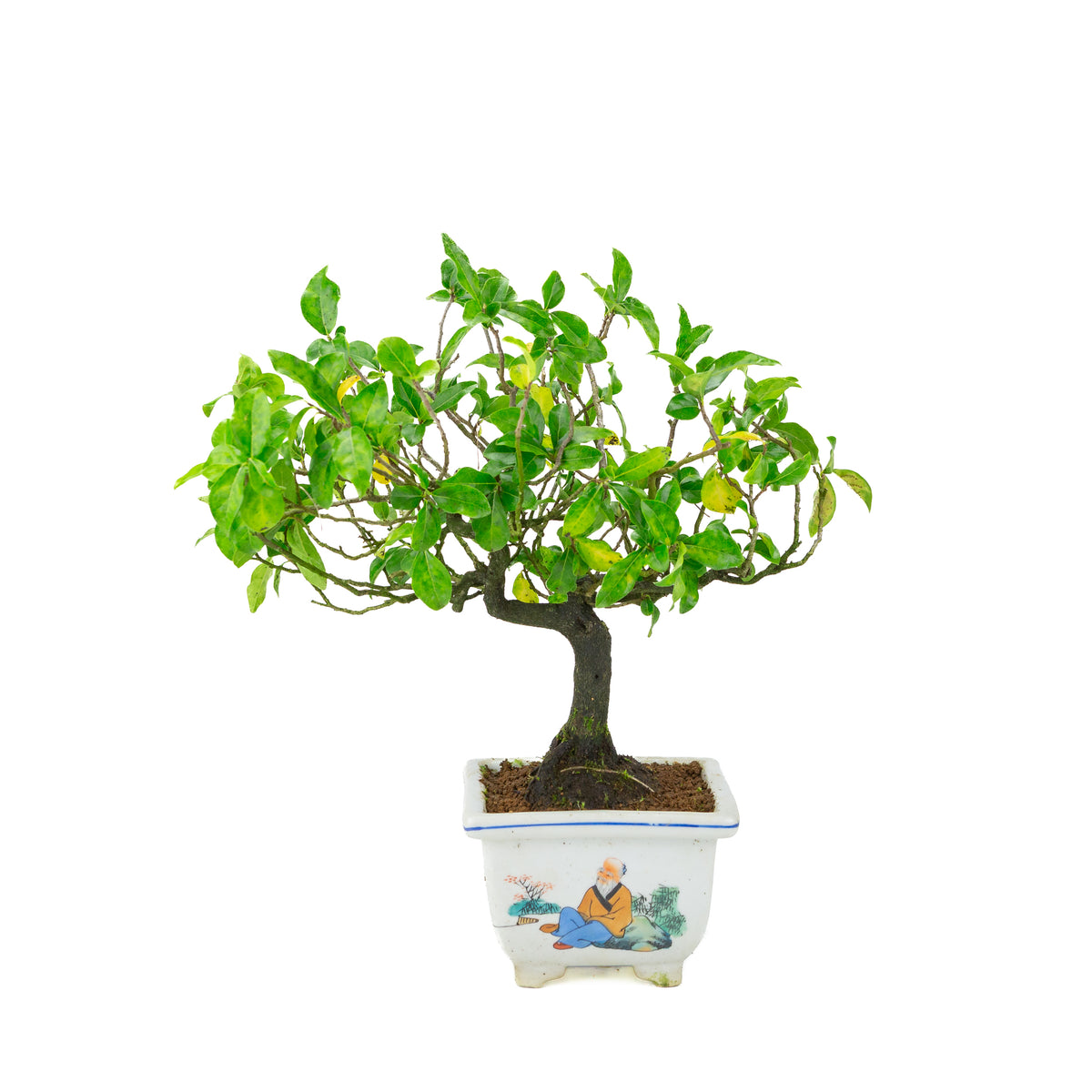 Diospyros kaki (Kakiboom) geschilderde vierkante pot, hoogte ~37 cm