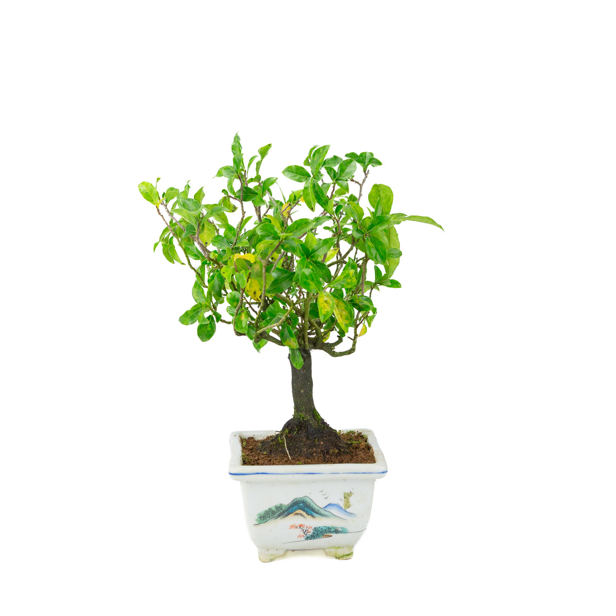Diospyros kaki (Kakiboom) geschilderde vierkante pot, hoogte ~37 cm