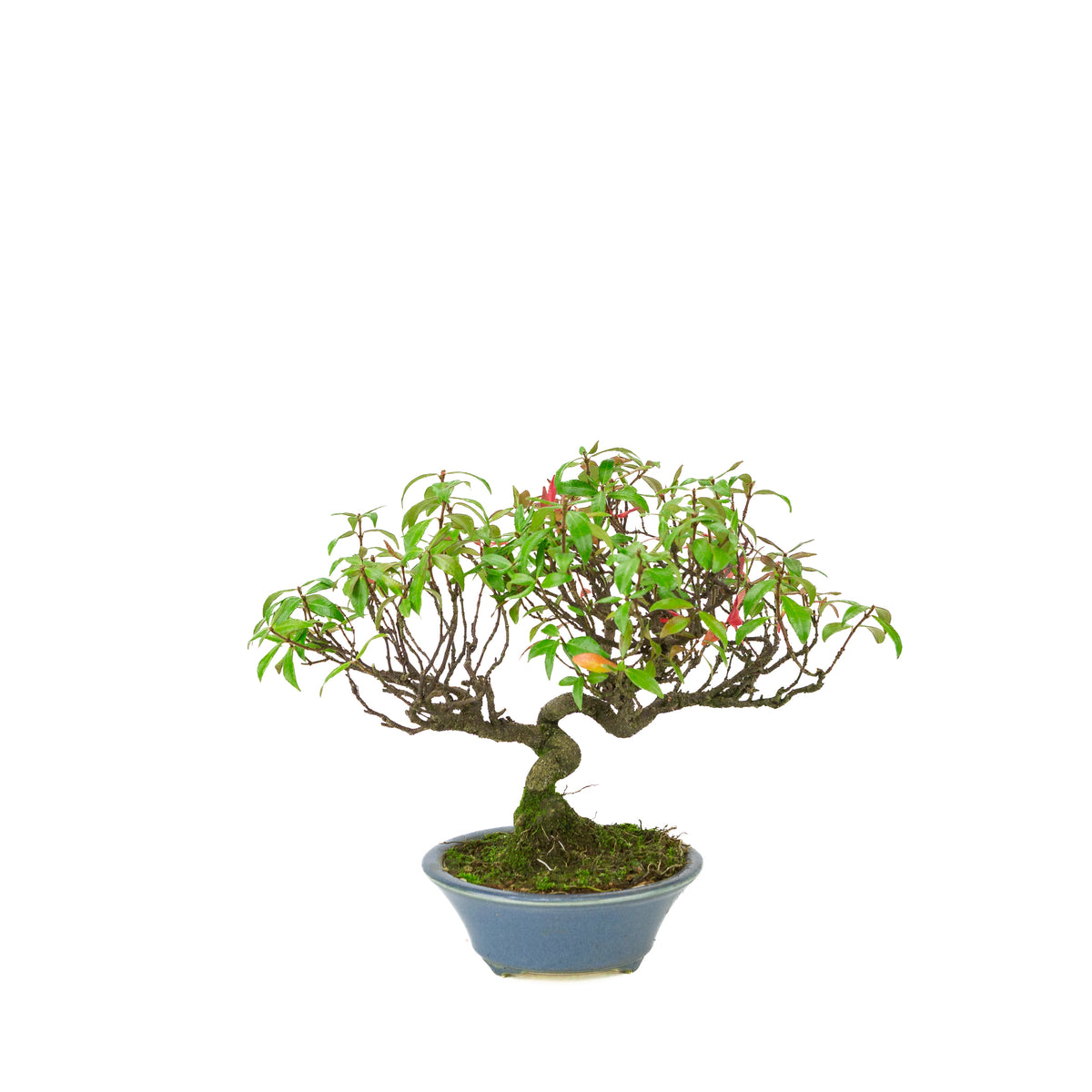 Trachelospermum jasminoides (Sterjasmijn) in lichtblauwe ronde pot, hoogte ~27cm