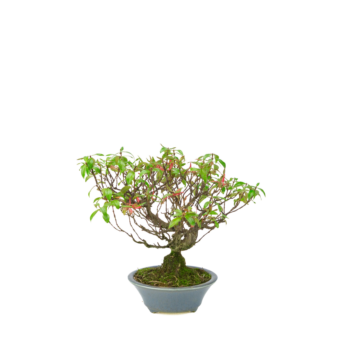 Trachelospermum jasminoides (Sterjasmijn) in lichtblauwe ronde pot, hoogte ~27cm