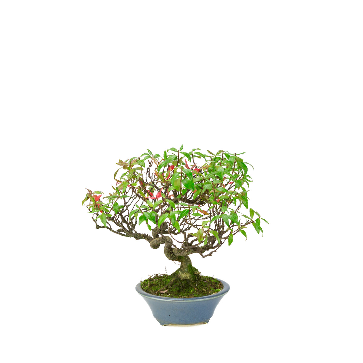 Trachelospermum jasminoides (Sterjasmijn) in lichtblauwe ronde pot, hoogte ~27cm