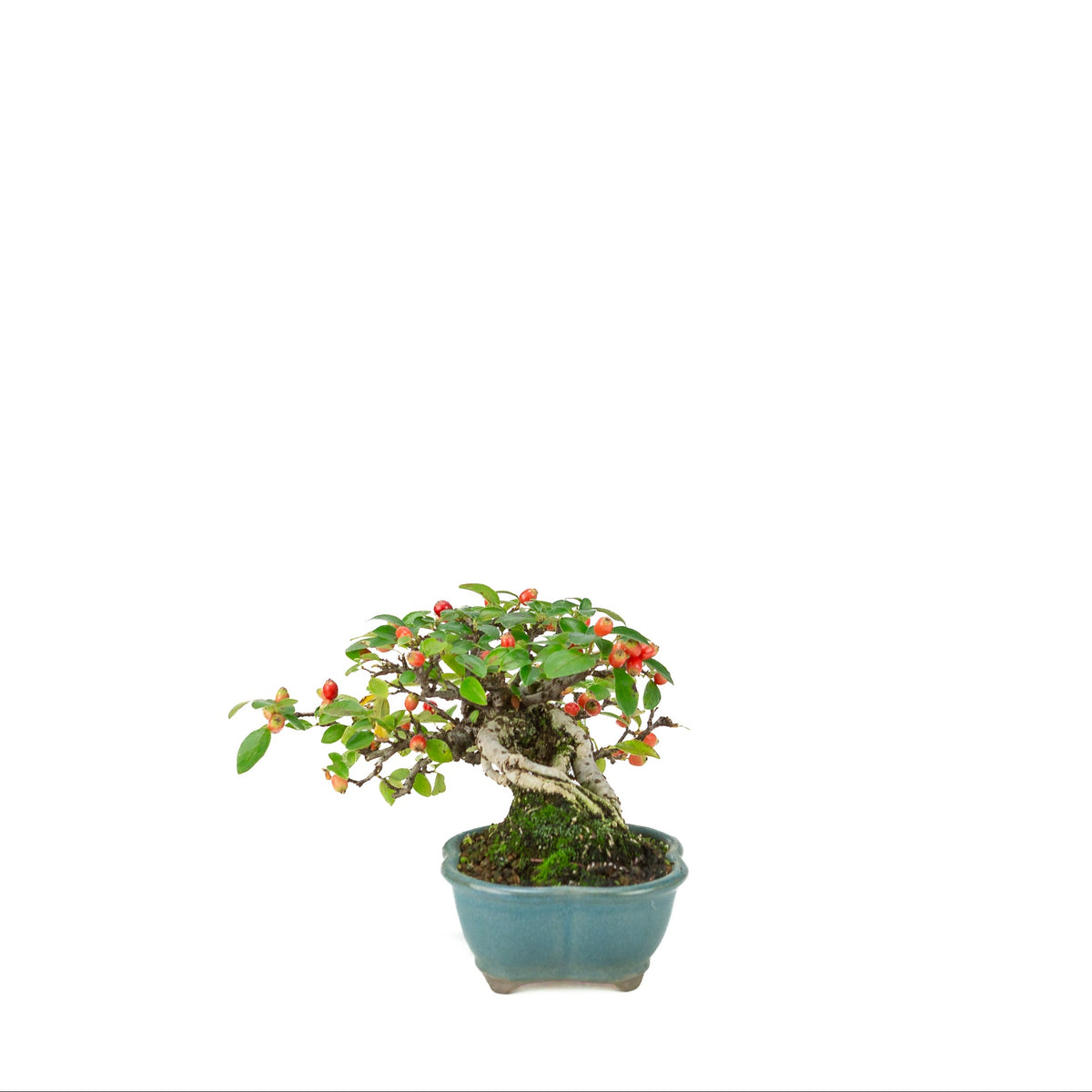 Cotoneaster horizontalis (Dwergmispel) blauwe lotus pot, hoogte ~15cm