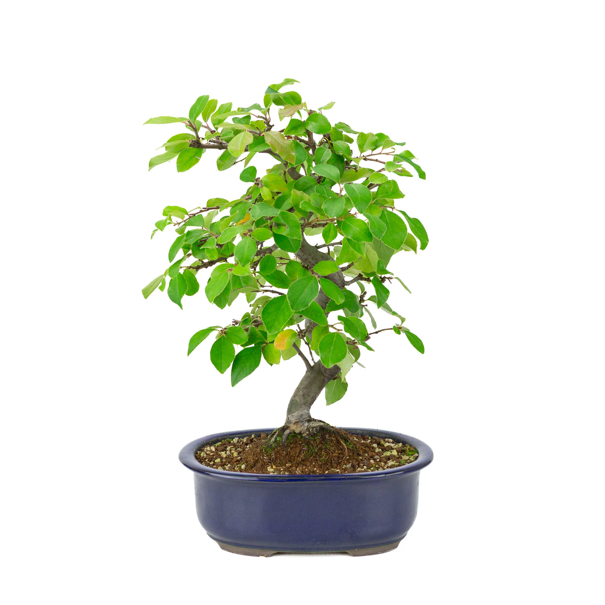 Chaenomeles sinensis (Chinese kwee) blauwe ovale pot, hoogte ~41 cm