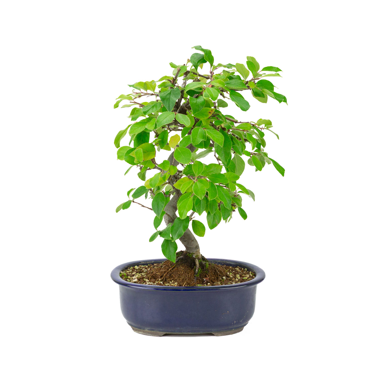 Chaenomeles sinensis (Chinese kwee) blauwe ovale pot, hoogte ~41 cm