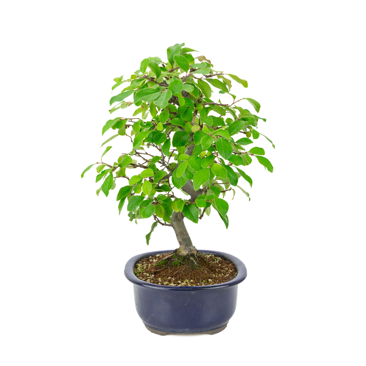 Chaenomeles sinensis (Chinese kwee) blauwe ovale pot, hoogte ~41 cm