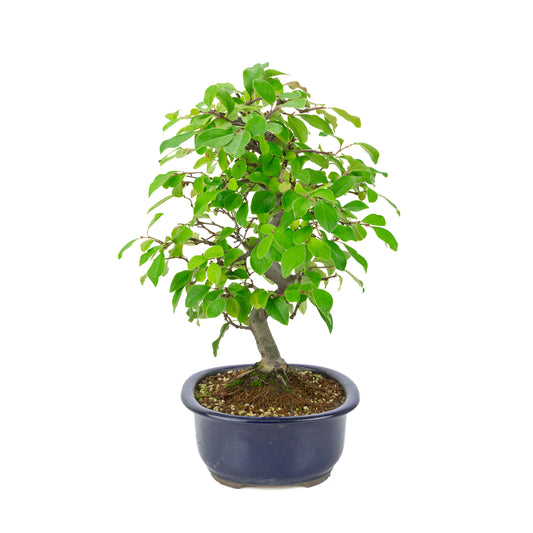 Chaenomeles sinensis (Chinese kwee) blauwe ovale pot, hoogte ~41 cm