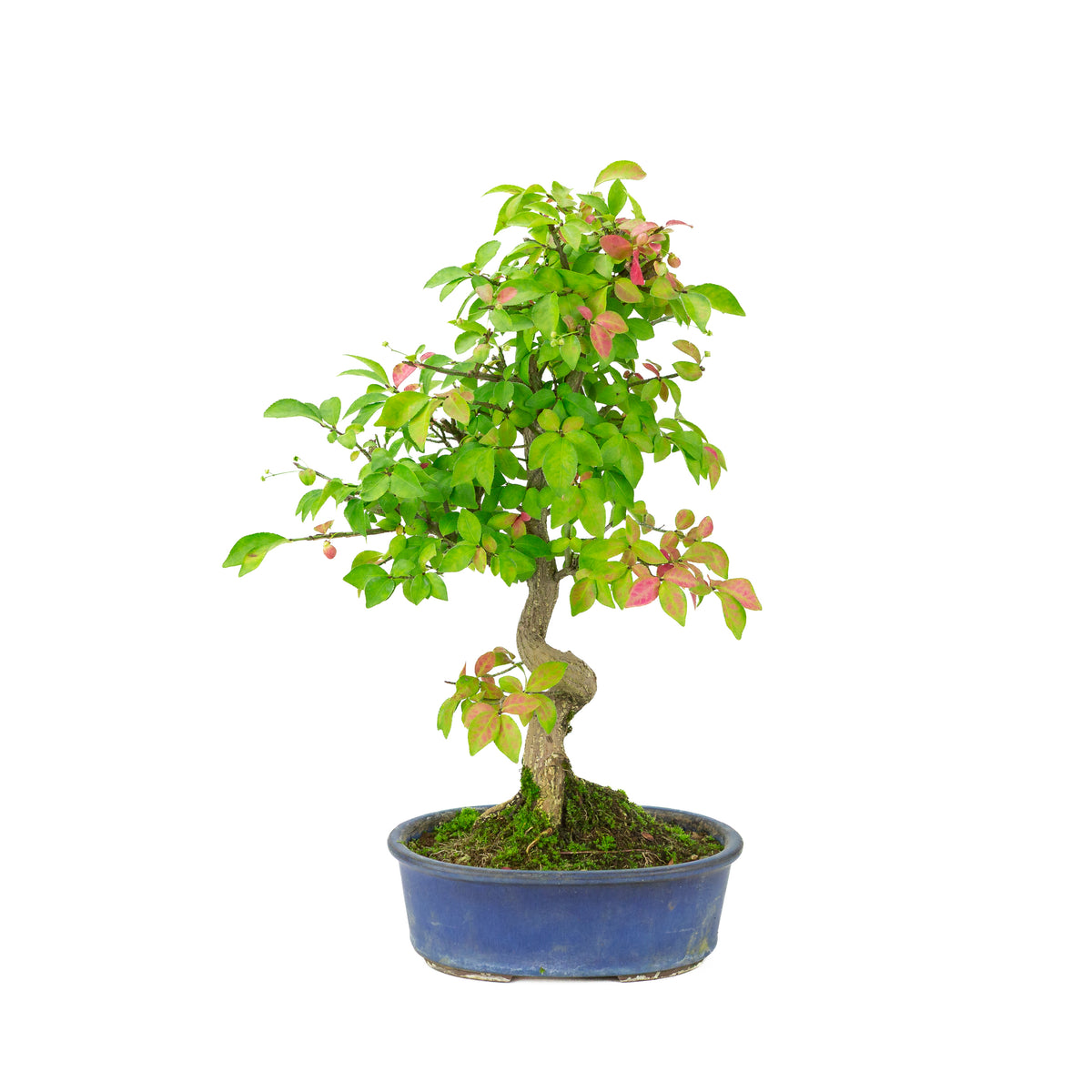 Euonymus alatus (Kardinaalmuts) blauwe ovale pot, hoogte ~40cm