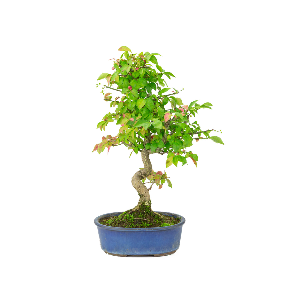 Euonymus alatus (Kardinaalmuts) blauwe ovale pot, hoogte ~40cm