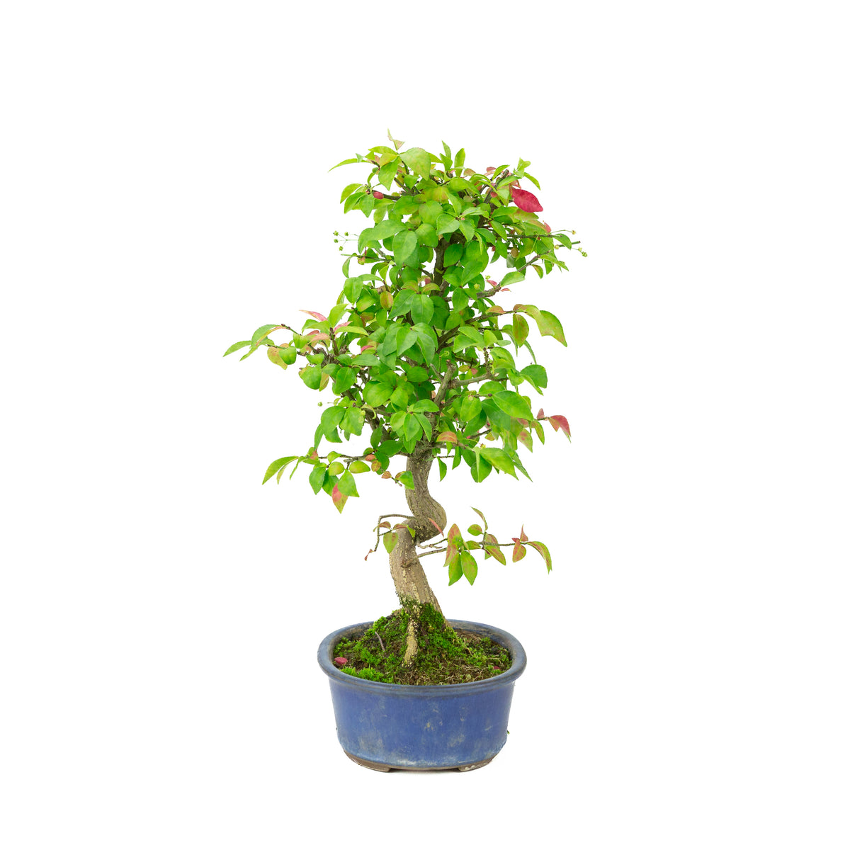 Euonymus alatus (Kardinaalmuts) blauwe ovale pot, hoogte ~40cm