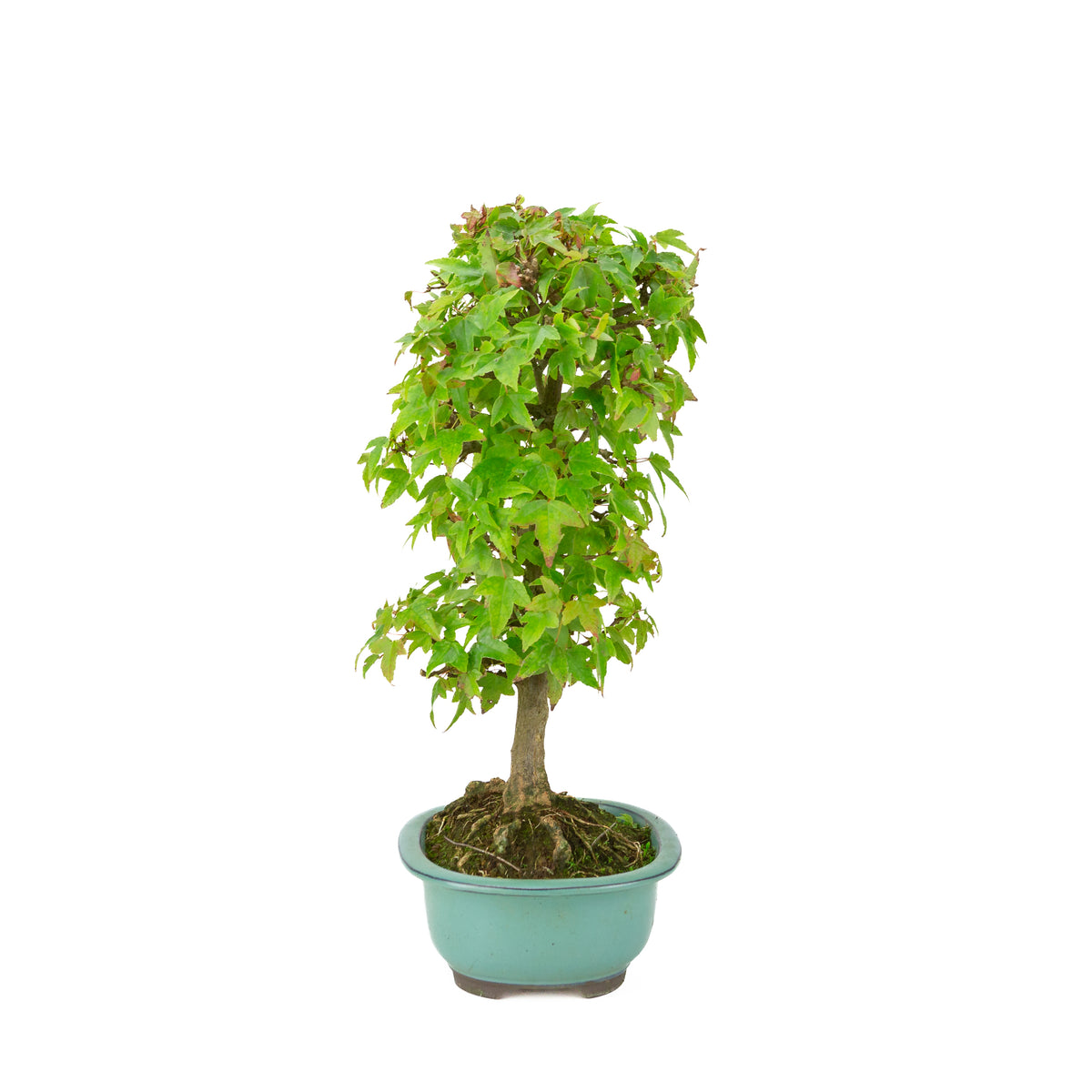 Acer buergerianum (Drietandesdoorn) groene ovale pot, hoogte ~39 cm