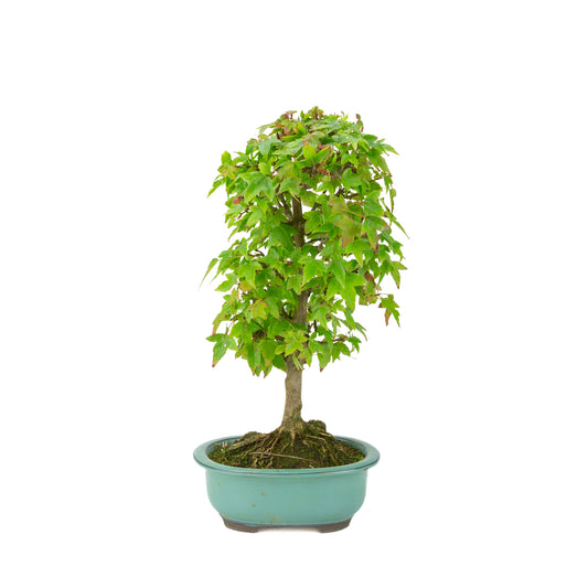 Acer buergerianum (Drietandesdoorn) groene ovale pot, hoogte ~39 cm