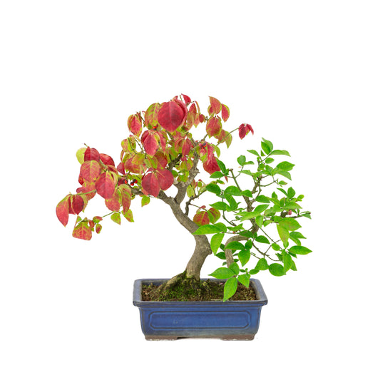 Euonymus alatus (Kardinaalmuts) blauwe rechthoekige pot, hoogte ~35cm