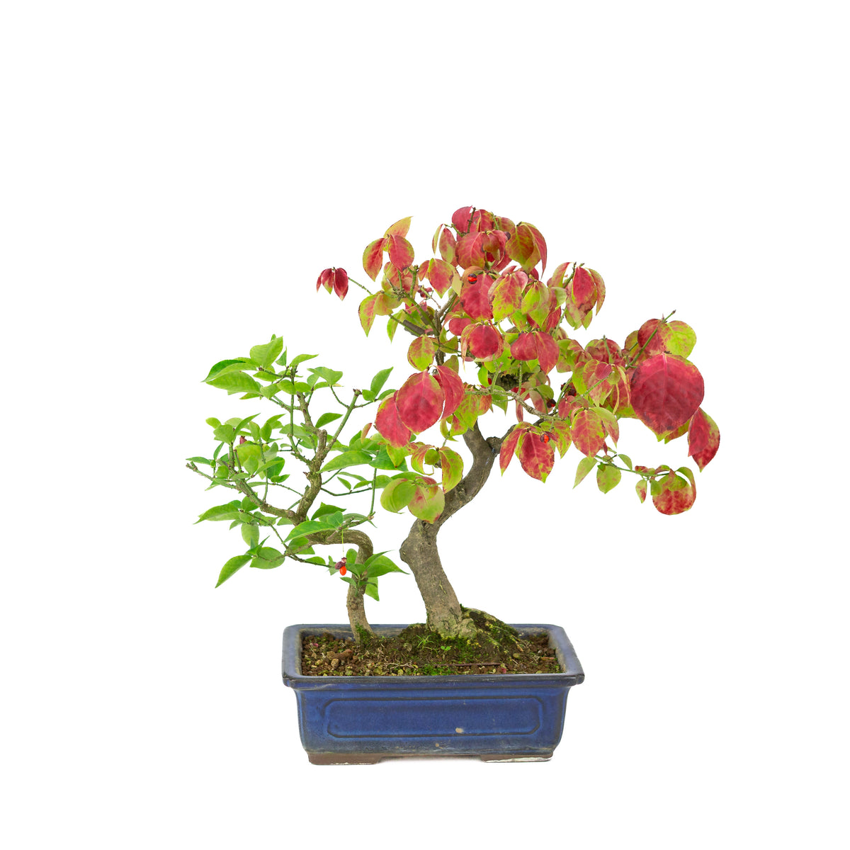 Euonymus alatus (Kardinaalmuts) blauwe rechthoekige pot, hoogte ~35cm