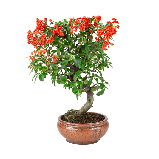 Pyracantha angustifolia (Vuurdoorn) bronzen ronde pot, hoogte ~46cm