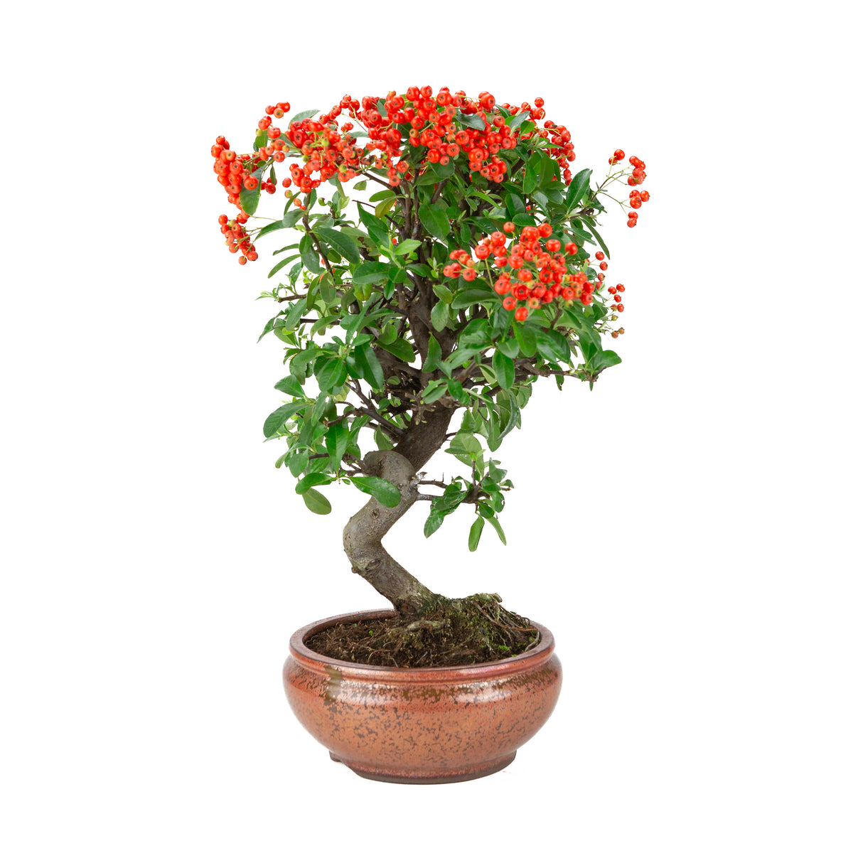 Pyracantha angustifolia (Vuurdoorn) bronzen ronde pot, hoogte ~46cm