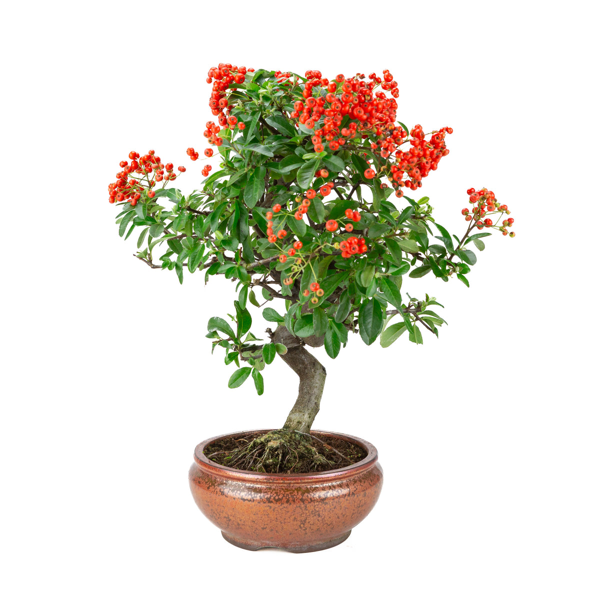 Pyracantha angustifolia (Vuurdoorn) bronzen ronde pot, hoogte ~46cm