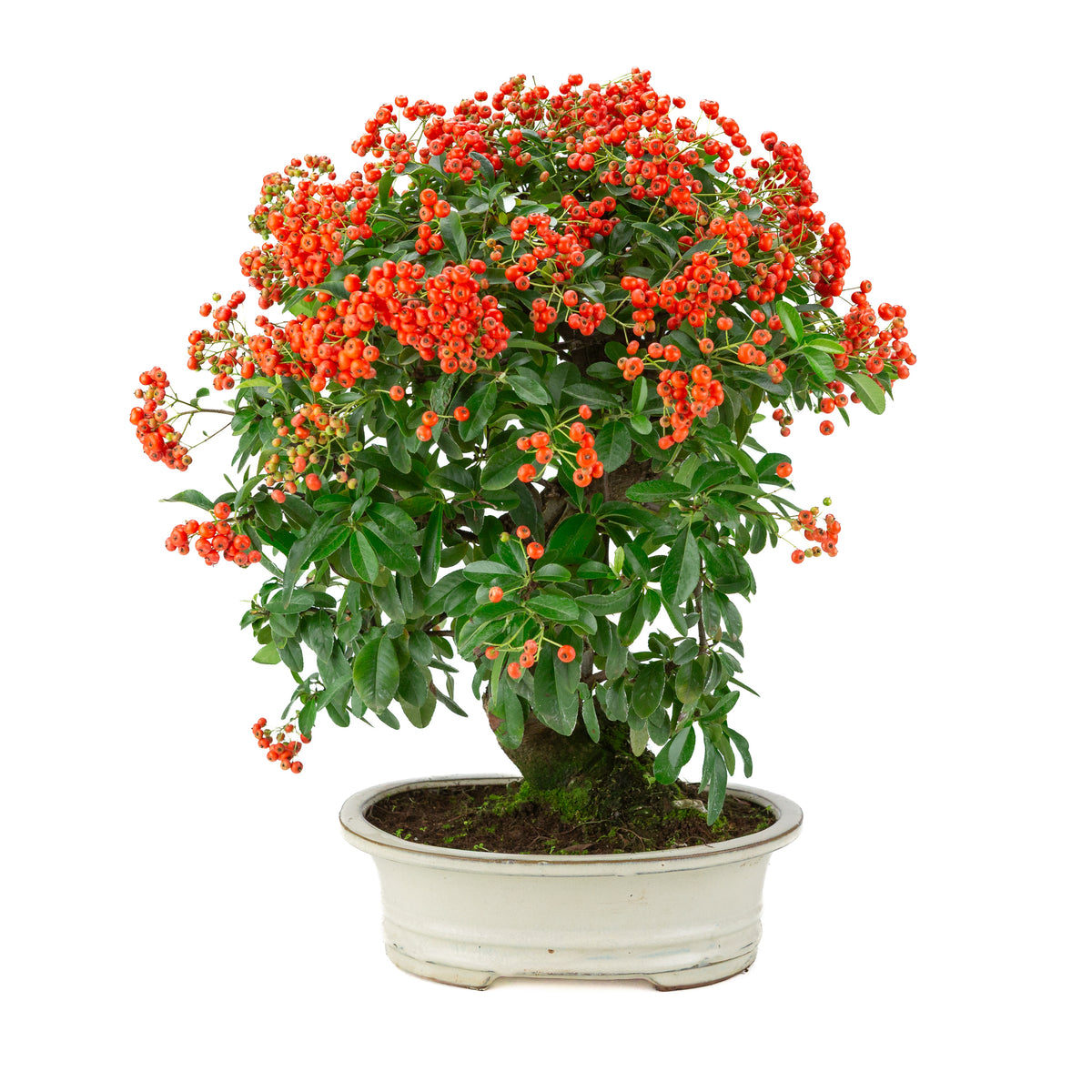 Pyracantha angustifolia (Vuurdoorn) crème ovale pot, hoogte ~47cm