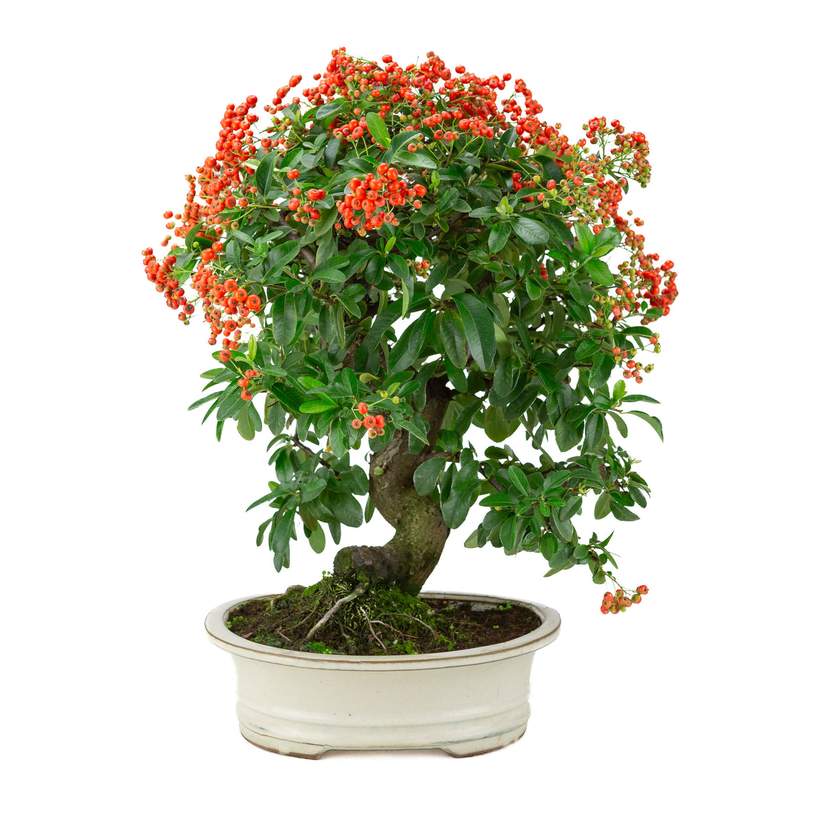 Pyracantha angustifolia (Vuurdoorn) crème ovale pot, hoogte ~47cm