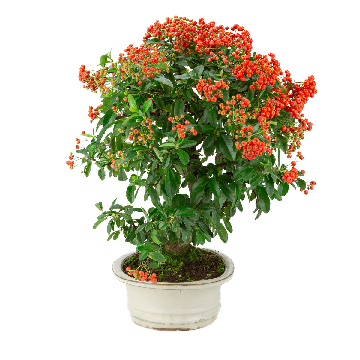 Pyracantha angustifolia (Vuurdoorn) crème ovale pot, hoogte ~47cm