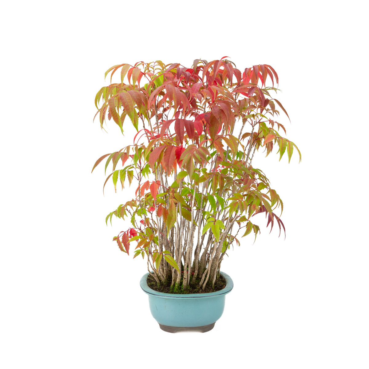 Rhus succedanea (Japanse Hazenokiboom) blauwe ovale pot, hoogte ~37cm