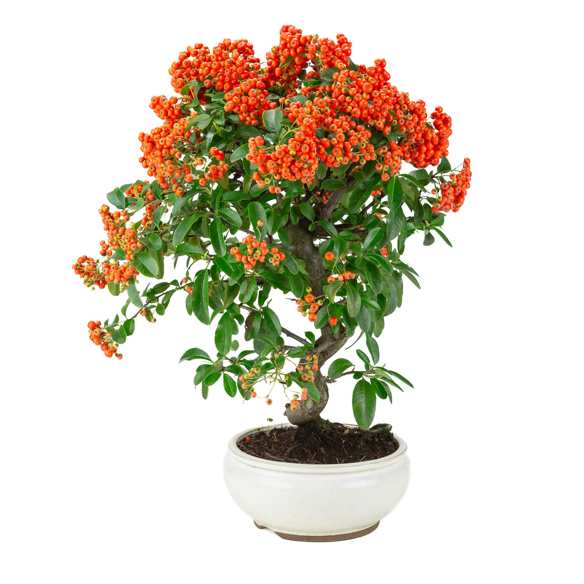 Pyracantha angustifolia (Vuurdoorn) witte ronde pot, hoogte ~47cm