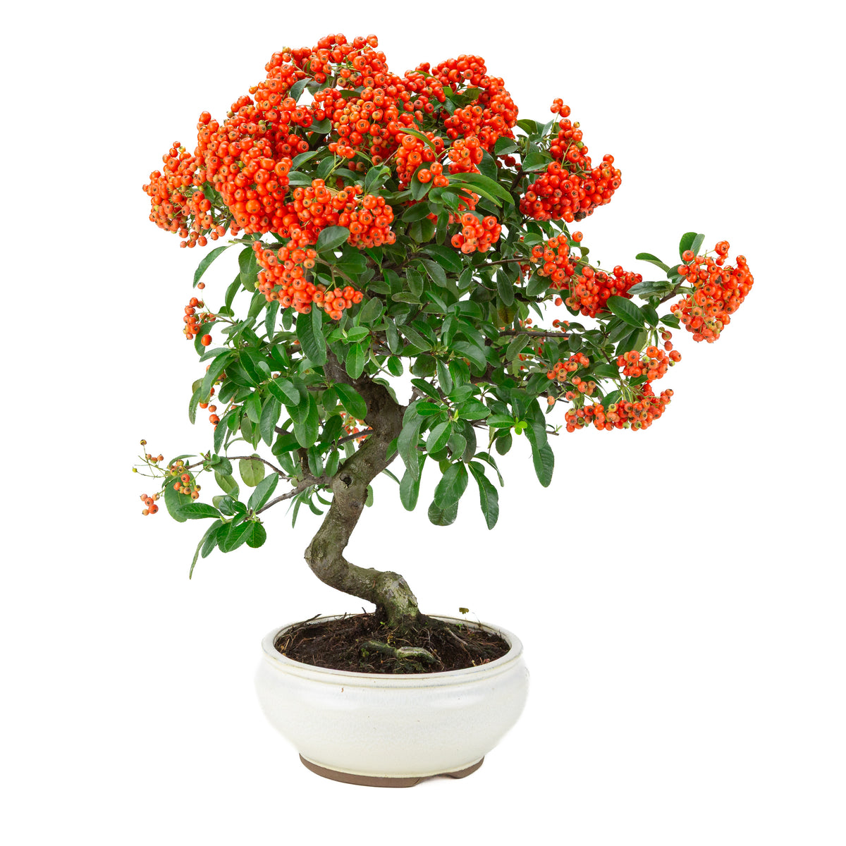 Pyracantha angustifolia (Vuurdoorn) witte ronde pot, hoogte ~47cm