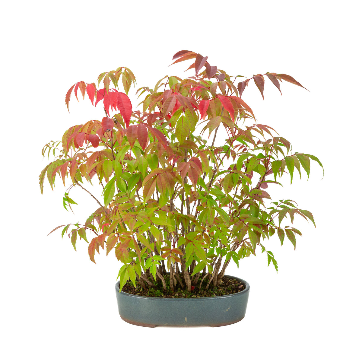 Rhus succedanea (Japanse Hazenokiboom) blauwe ovale pot, hoogte ~39cm