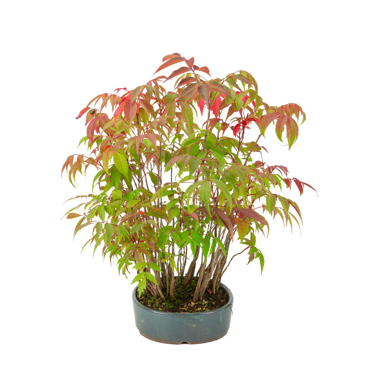 Rhus succedanea (Japanse Hazenokiboom) blauwe ovale pot, hoogte ~39cm