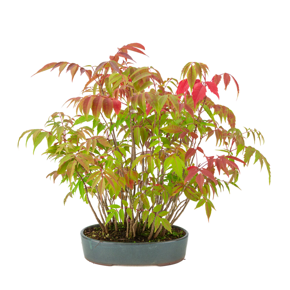 Rhus succedanea (Japanse Hazenokiboom) blauwe ovale pot, hoogte ~39cm