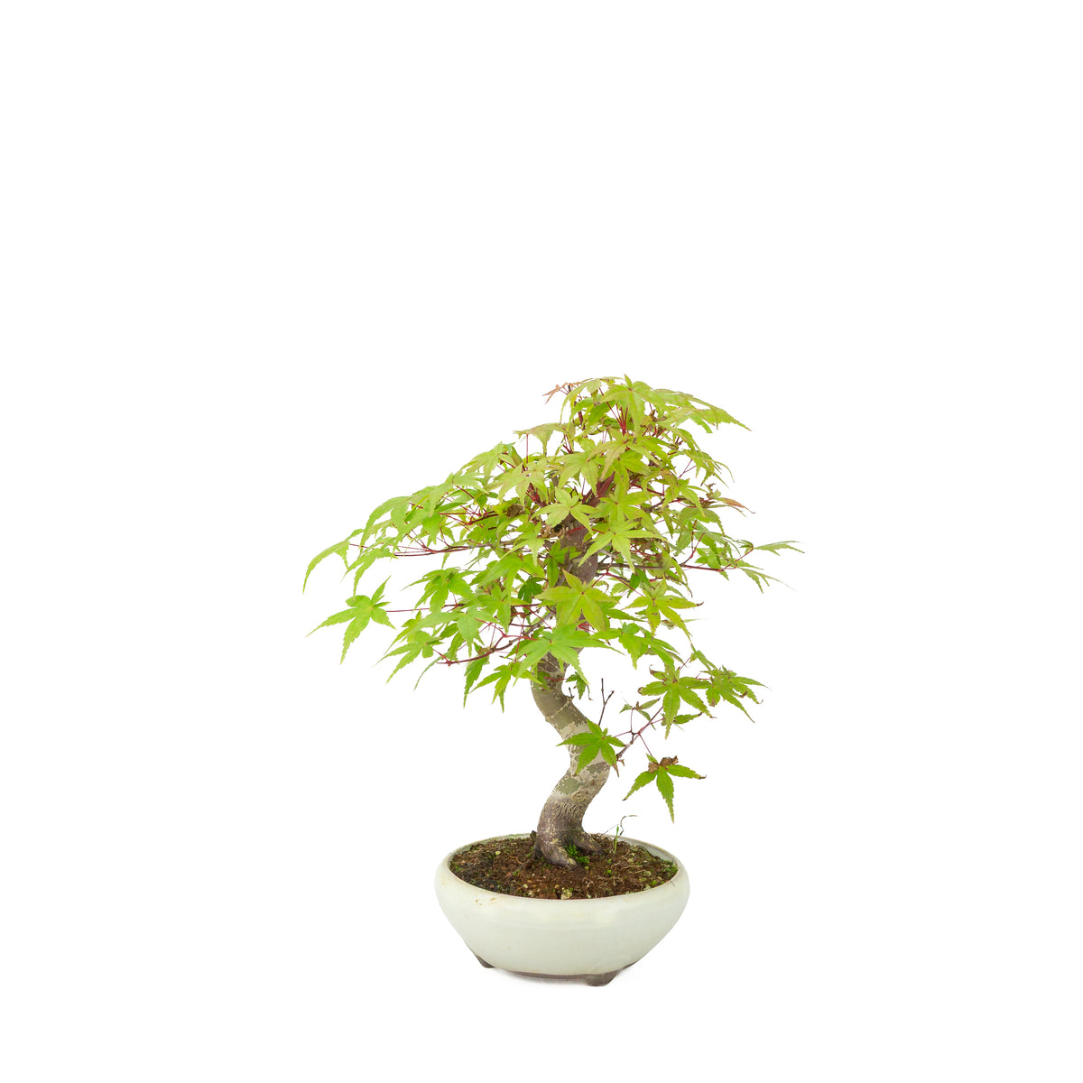 Acer palmatum Deshojo (Japanse esdoorn) crème ronde pot, hoogte ~30 cm