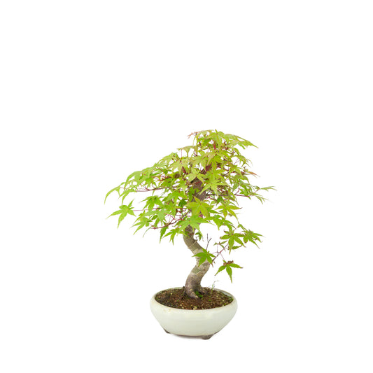 Acer palmatum Deshojo (Japanse esdoorn) crème ronde pot, hoogte ~30 cm