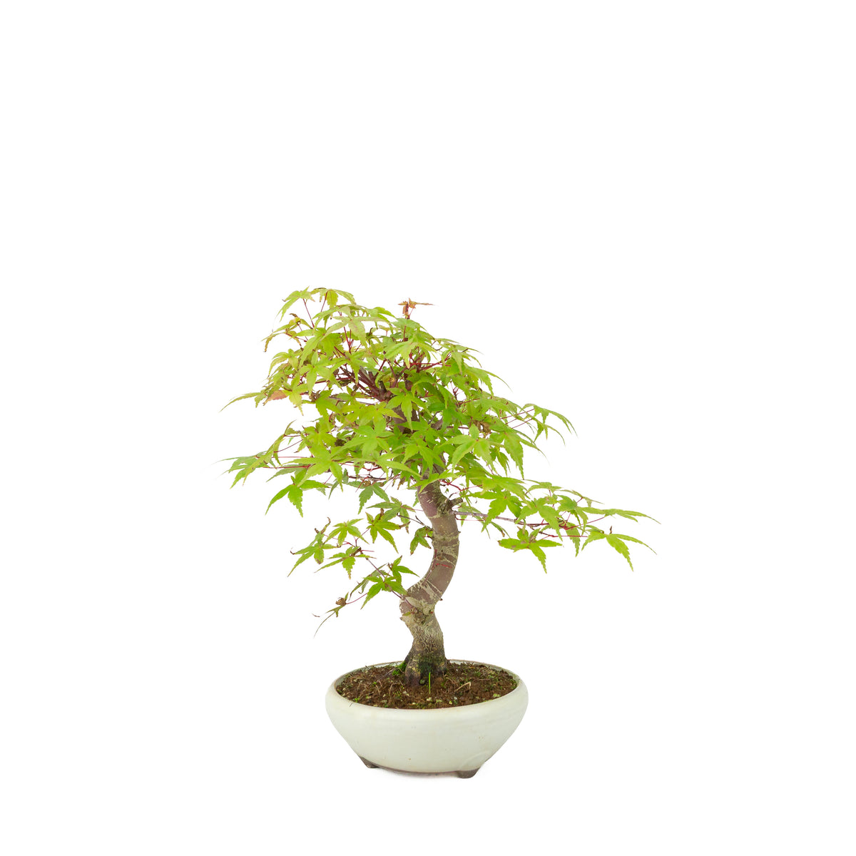 Acer palmatum Deshojo (Japanse esdoorn) crème ronde pot, hoogte ~30 cm