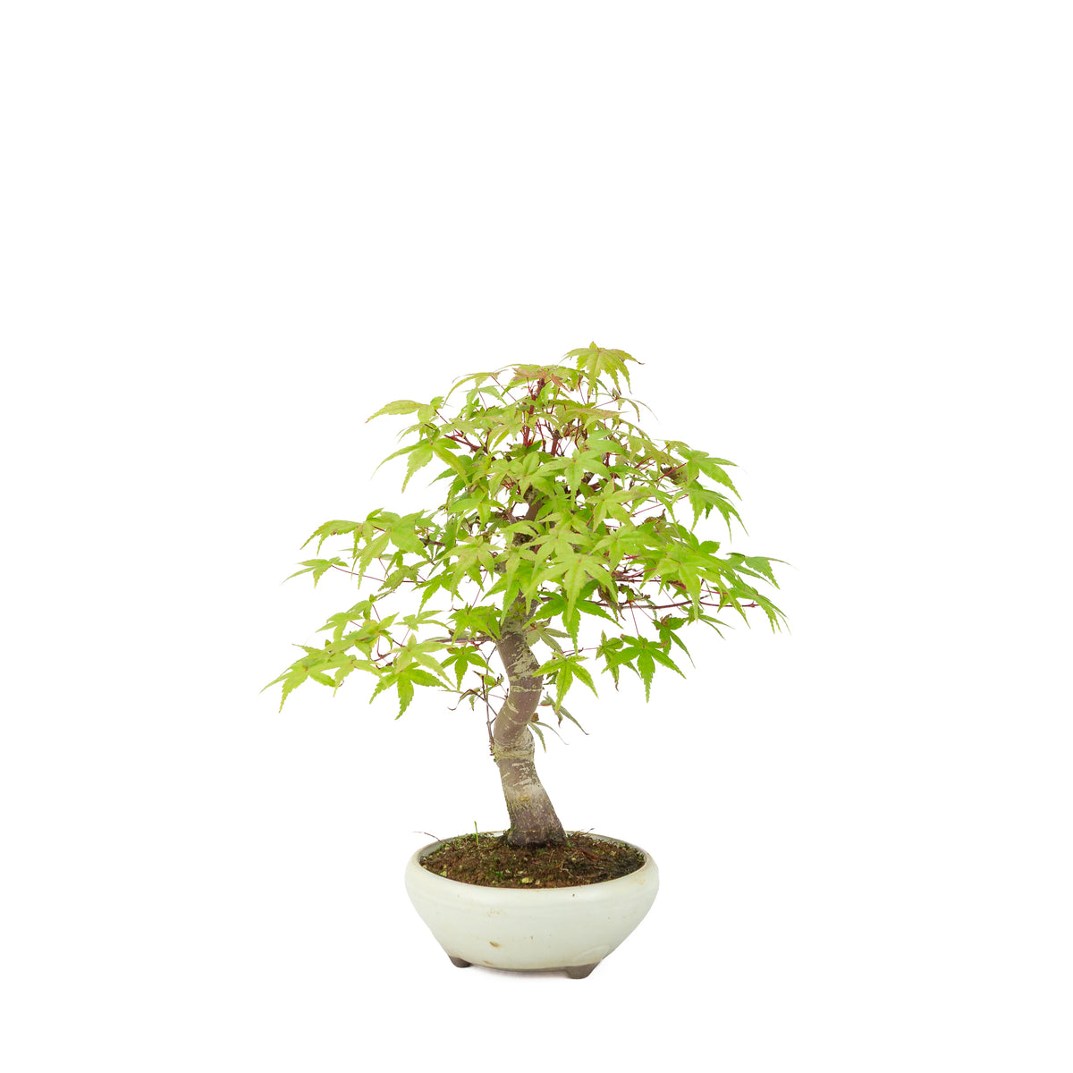 Acer palmatum Deshojo (Japanse esdoorn) crème ronde pot, hoogte ~30 cm