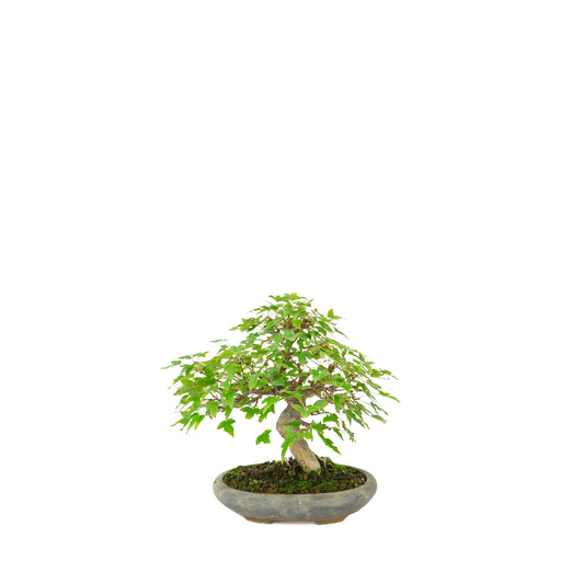 Acer buergerianum (Drietandesdoorn) in blauwe ovale pot, hoogte ~21 cm