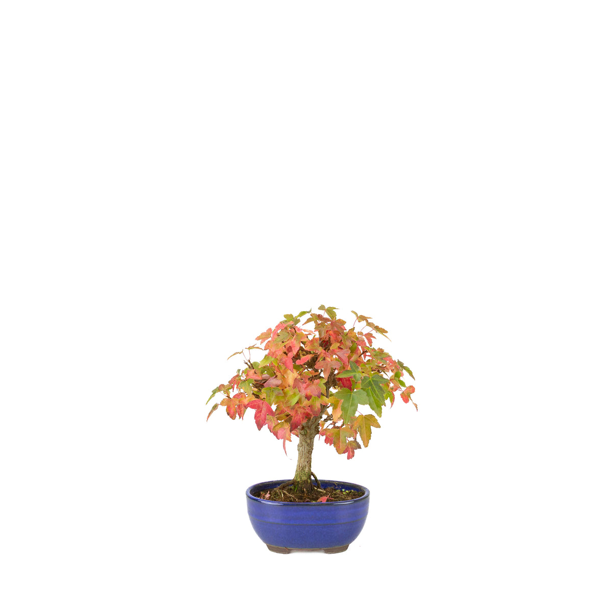 Acer buergerianum (Drietandesdoorn) blauwe ovale pot, hoogte ~21 cm