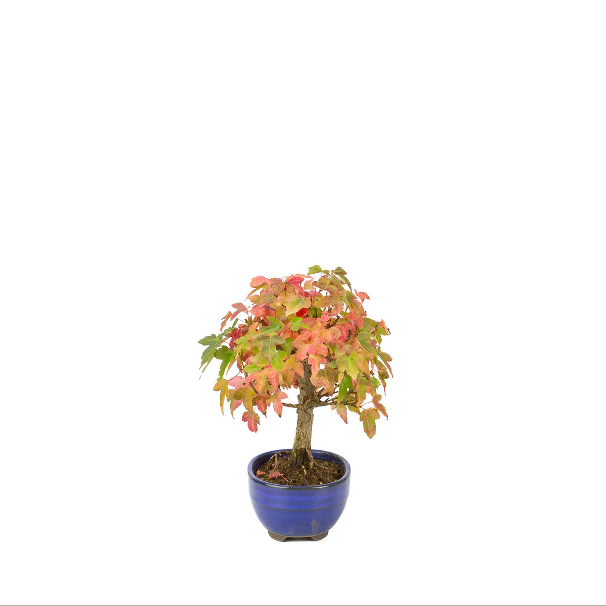Acer buergerianum (Drietandesdoorn) blauwe ovale pot, hoogte ~21 cm