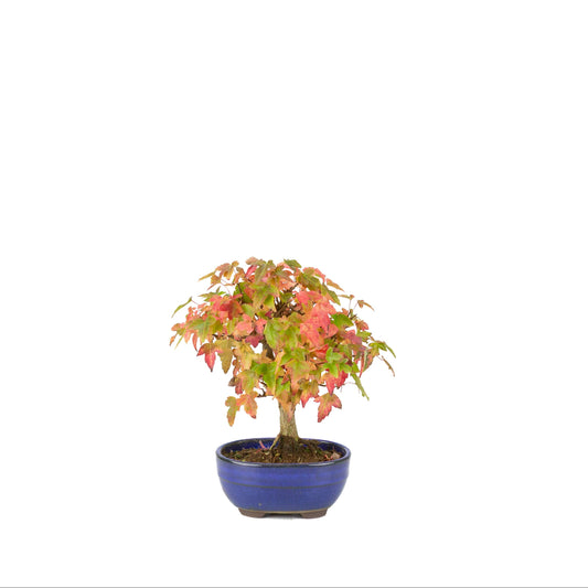 Acer buergerianum (Drietandesdoorn) blauwe ovale pot, hoogte ~21 cm