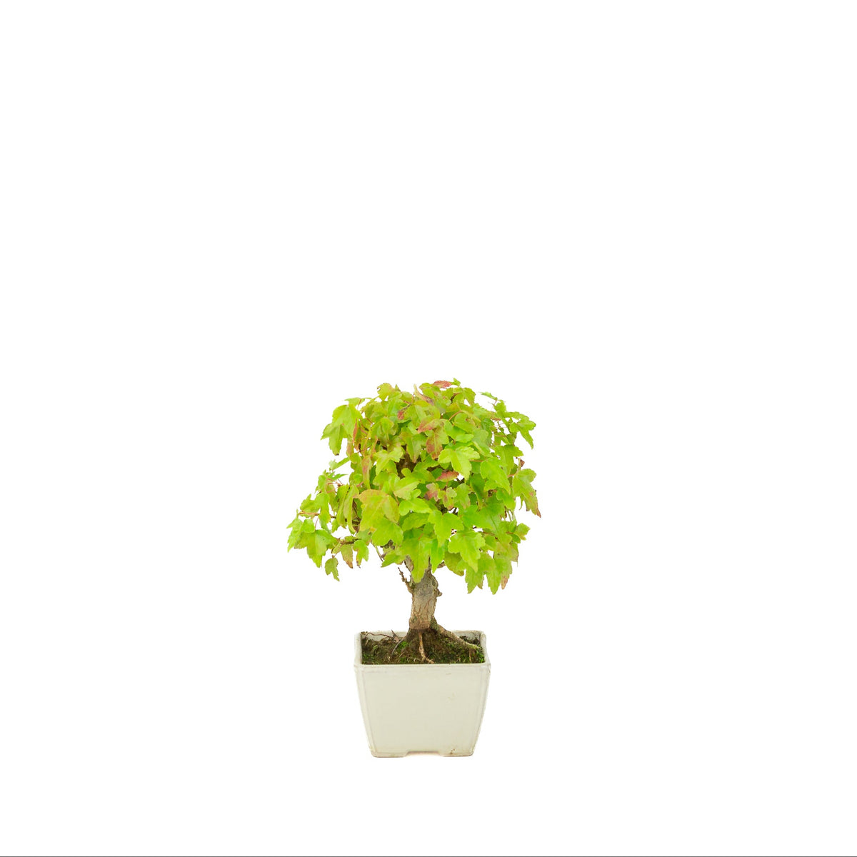 Acer buergerianum (Drietandesdoorn) crème vierkante pot, hoogte ~21 cm